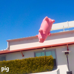 pig
