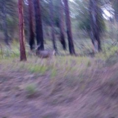 Rabid (dash)