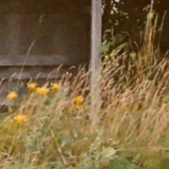 let it end feat. tarnish