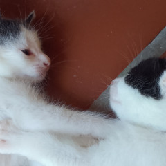 Pitada (Emmanuel Horvilleur)