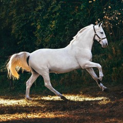 Cruel Horse (Liz Lachmar)
