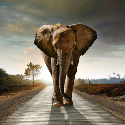 African Bush Elephant Sound