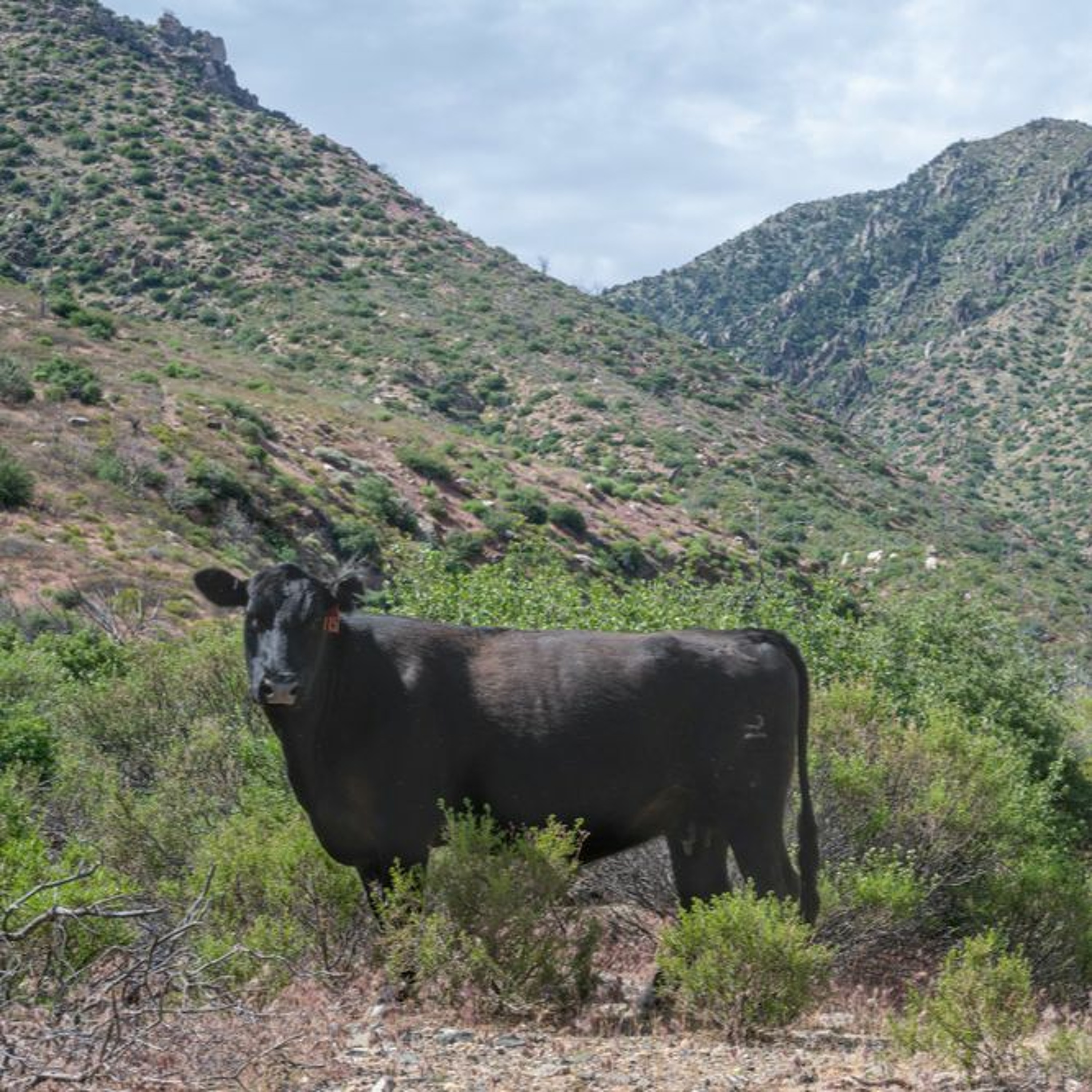 As Inflation Rises Across the U.S., Federal Grazing Fees Remain Stagnant episode artwork