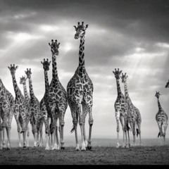 Humming Giraffes