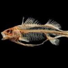 Syracuse Blues for orchestra