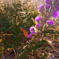 aabiziishin (slowed)