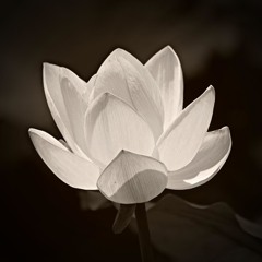 Nhac dam ma Viet Nam bai mot