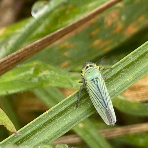 Leafhopper Lifecycle