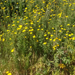 Poivre Noir, Piment Rouge SAM 5 AVR 2025