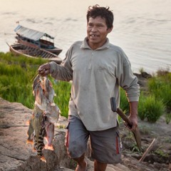 #PescaElDato: ¿Por qué los peces están disminuyendo?