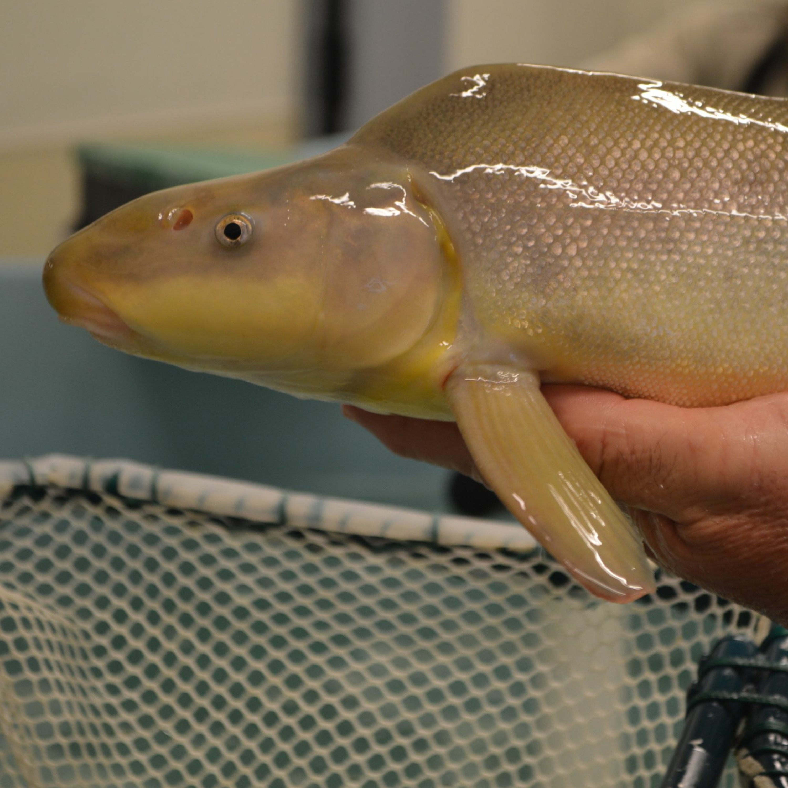 Native fish numbers are up in Moab after high water this spring episode artwork