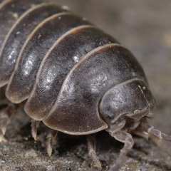 pill bug