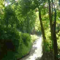 trees swaying in the wind