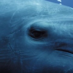 Whale
