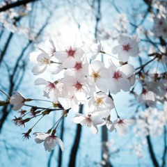 花は咲く  ~piano variation~ 2021