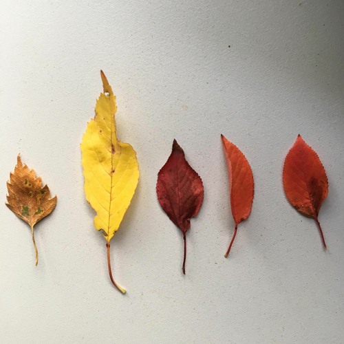 I made a song with GarageBand on my iPhone