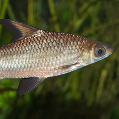 Fish (Hard Techno, Raw, Uptempo, Hard House Sets)