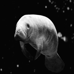 Harry Rag - Earth Coincidence Control Office - 01 Periodic Shuffle