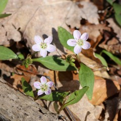 Three Stories from the Buddha's Path - Soryu Forall