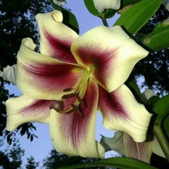 (FREE 무료비트) -FLOWER- 인디, 알앤비 타입비트 Indie x R&B type beat