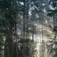 the day after coyote kills squirrel in front of my eyes 🐺🔪🐿️