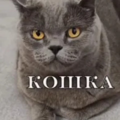 Эльпачо,но певец ебанутая кошка