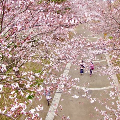 舞い散る桜 By Azuline Nasu2 舞い散る桜 By Azuline Nasu2