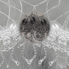 Oculi