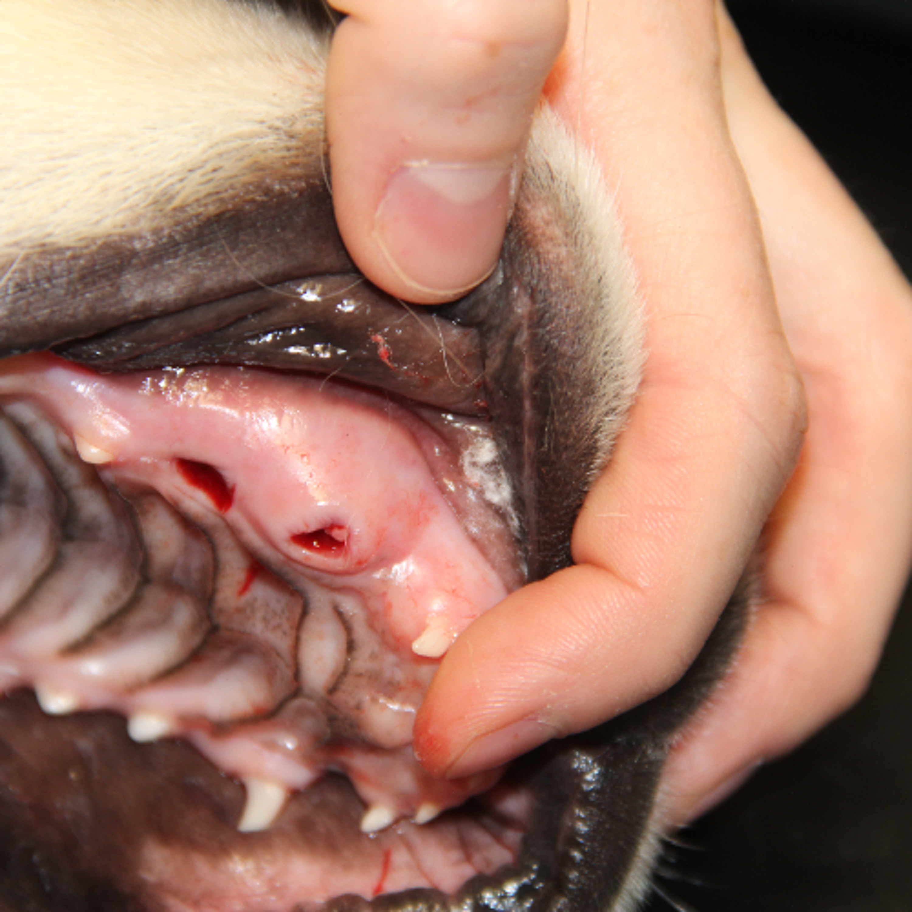 Caring for your pet's teeth: 10 min podcast