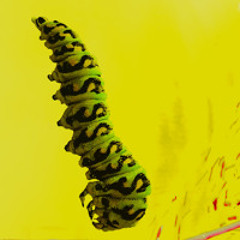 PainKiller Caterpillar