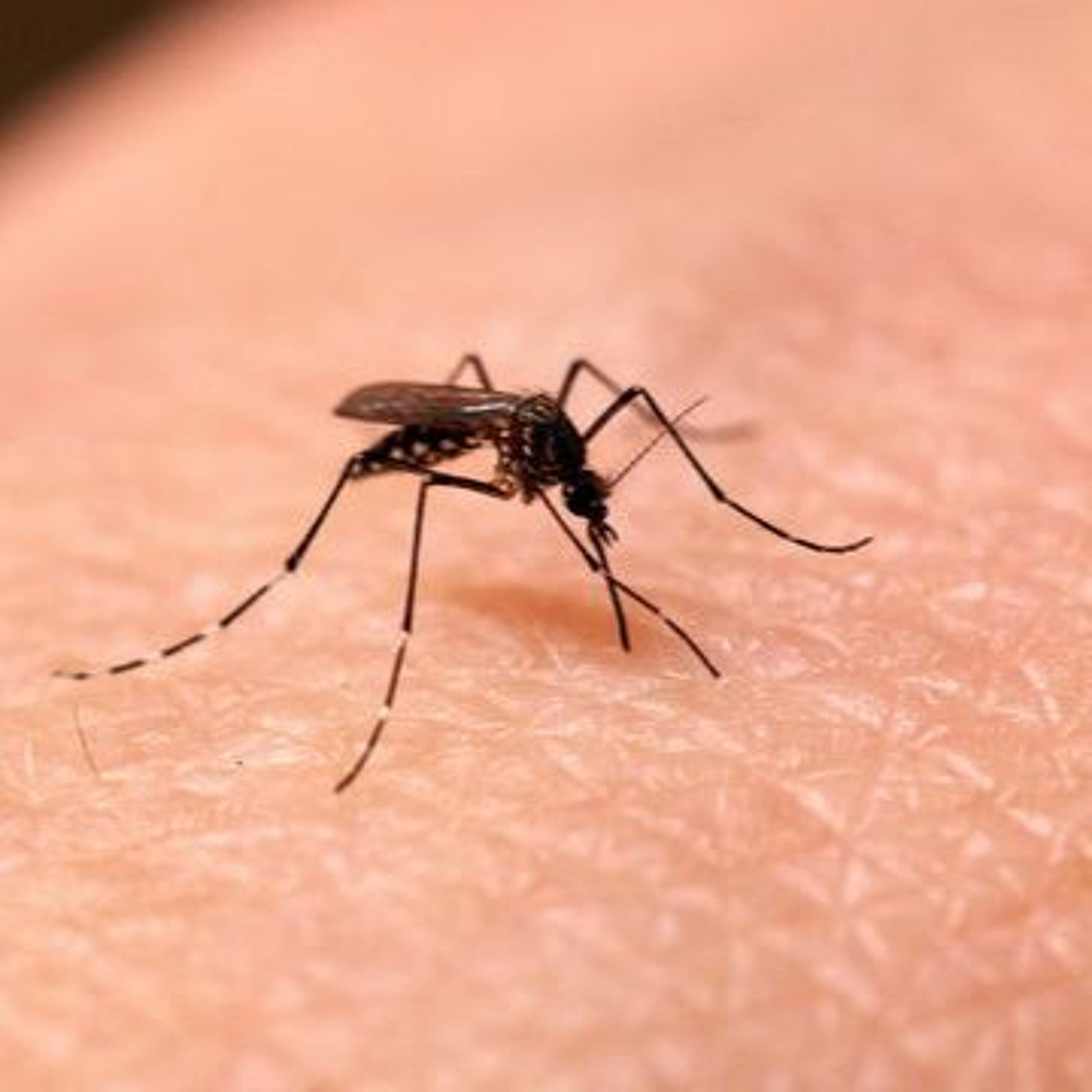 Campaña para combatir al mosquito transmisor del dengue; hay pocos casos: Ernesto Mejía episode artwork