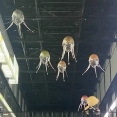 Flying Jellyfish (2021)