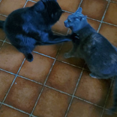 ouroboros, tao, yin and yang, cycle, circle