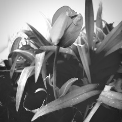 I Watch The Sun (Single)