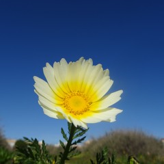 NO OTHER EARTH no other heart beating love