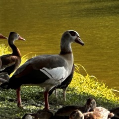 Slow Walking