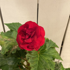 No More Tears 【Hip-Hop Beat】