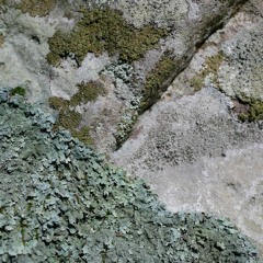 Antigone ou la famille décomposée