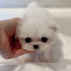Charming Super Micro Teacup Maltese puppres for sale Italy