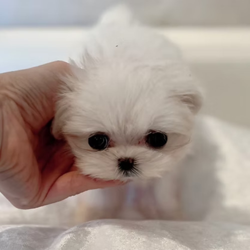 Charming Super Micro Teacup Maltese puppres for sale Italy