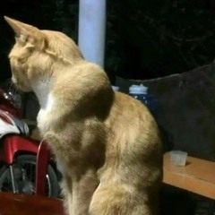 هالكم سنه شو تغيرت فينا الدني شامن