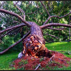 The Stick Up My Ass Has Grown Into A Tree