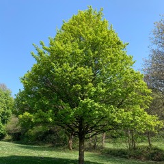 Mindfulness Of A Tree