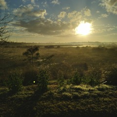 The Celery Fields (take two)