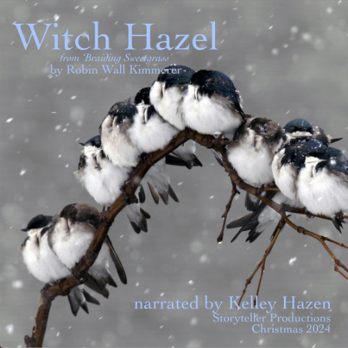 WITCH HAZEL from 'Braiding Sweetgrass' by Robin Wall-Kimmerer