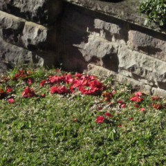 rosefastened