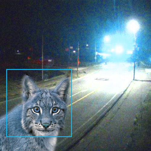 WHAT DOES IT MEAN? [ORANGJ + AAMU]