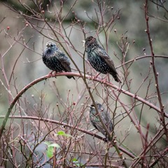 The Endangered Starlings In Our Garden