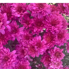 Space Babe Told You So