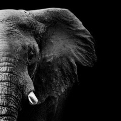 Memória de Elefante II